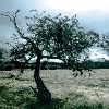 BEFORE THE STORM