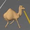 CAMEL KILLER